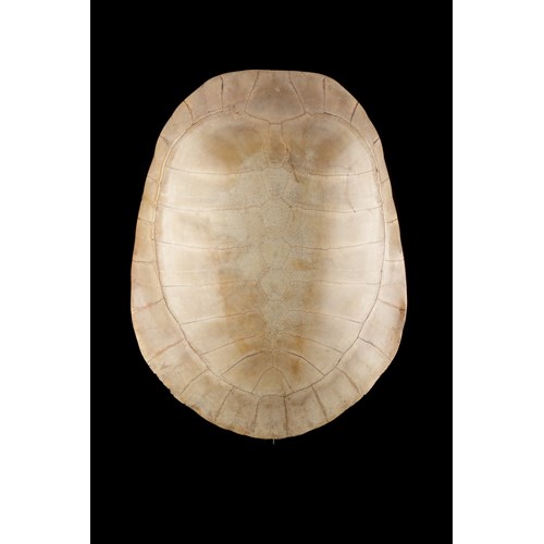 Blond Shell of a South American Amazonian Arrau River Turtle ‘Podocnemis Expansa’